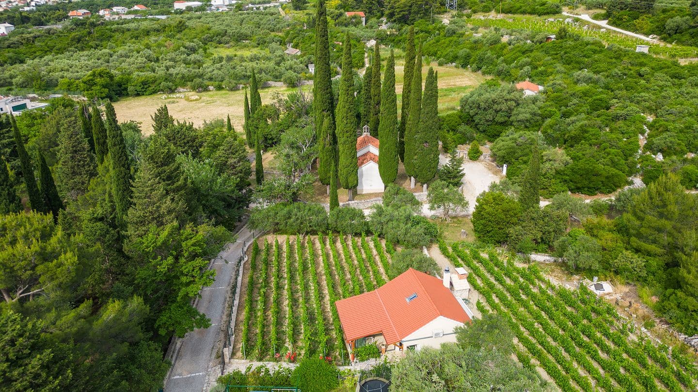 Wine field Kaštela